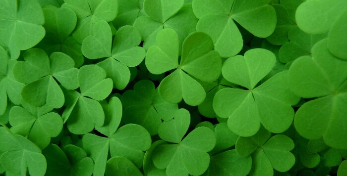 Clovers background